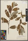 Foto von Salix sitchensis Sanson ex Bong.